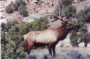 Trophy Rocky Mountain Elk